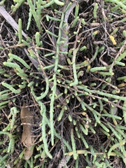 Tecticornia pergranulata