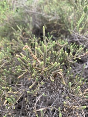 Tecticornia indica