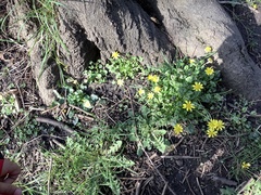 Ficaria verna
