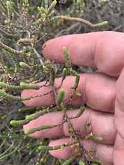 Tecticornia indica
