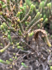 Tecticornia indica