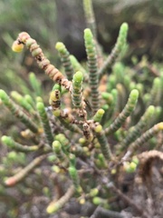 Tecticornia indica
