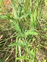 Verbena xutha