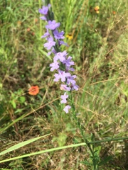 Verbena xutha
