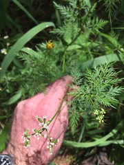 Trepocarpus aethusae