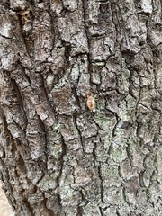 Yezoterpnosia obscura