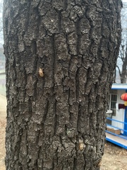 Yezoterpnosia obscura