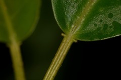 Croton verreauxii