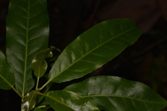 Croton verreauxii