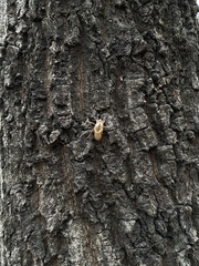 Yezoterpnosia obscura