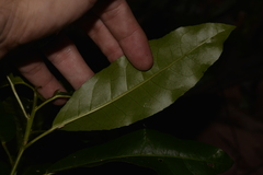 Croton verreauxii
