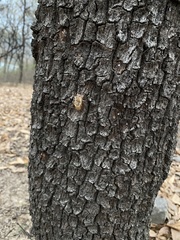 Yezoterpnosia obscura