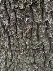 Yezoterpnosia obscura