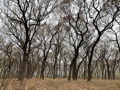 Yezoterpnosia obscura