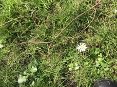 Bellis perennis