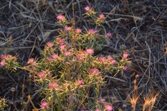 Centaurea × pouzinii