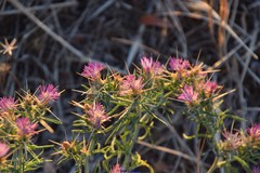 Centaurea × pouzinii