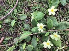Primula vulgaris