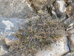 Euphorbia spinosa
