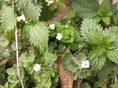 Veronica cymbalaria