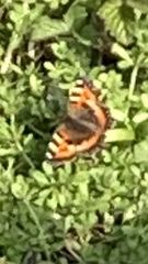 Aglais urticae