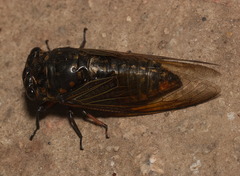 Cryptotympana mandarina