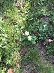 Primula vulgaris