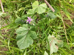 Erodium malacoides