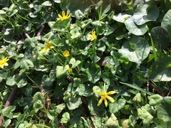 Ficaria verna