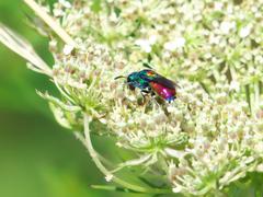 Chrysis scutellaris