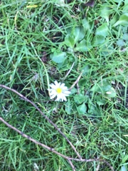 Bellis perennis