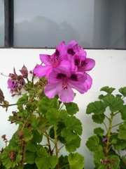 Pelargonium