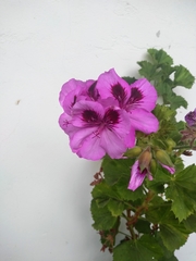 Pelargonium