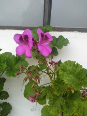 Pelargonium