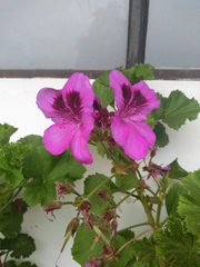Pelargonium