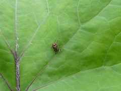 Cryptocephalus venustus