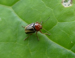 Cryptocephalus venustus
