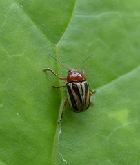 Cryptocephalus venustus