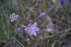 Triteleia bridgesii