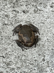Microhylinae