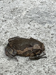 Microhylinae
