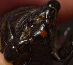 Cryptotympana mandarina