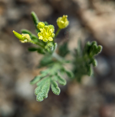 Descurainia nelsonii