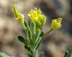 Descurainia nelsonii