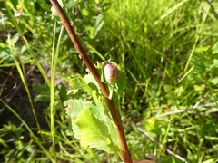 Dasineura salicifoliae