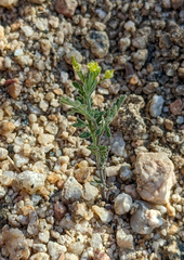 Descurainia nelsonii