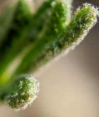 Descurainia nelsonii