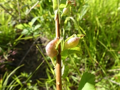 Dasineura salicifoliae
