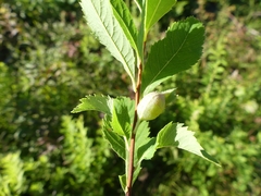 Dasineura salicifoliae