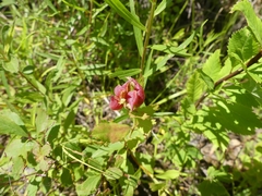 Dasineura salicifoliae
